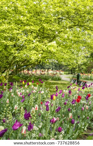 Colorful spring flower bed with tulips narcissus and hyacintus in a park, Colorful spring flowers in a park, Multicolored Tulips, Narcissus and Hyacinths in flower bedding arrangement