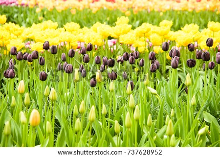 Spring flower beds with tulips (Tulipa) in a park, Colorful spring flowers in a park, Multicolored Tulips in flower bedding arrangement
