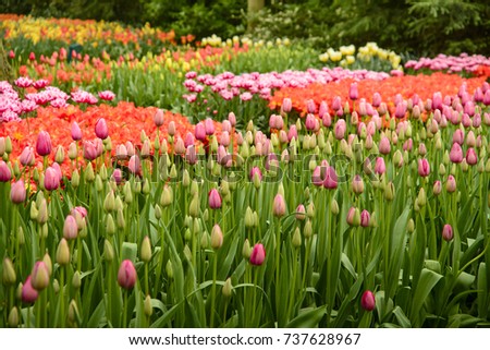 Spring flower beds with tulips (Tulipa) in a park, Colorful spring flowers in a park, Multicolored Tulips in flower bedding arrangement
