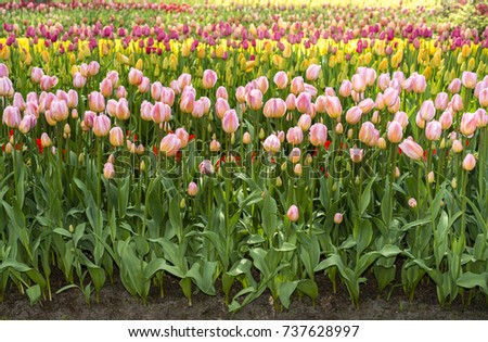Abundance of multiple colored tulips (Tulipa) - Bedding of colorful spring flowers. Field of blooming spring flowers with dark red and pink tulips (Tulipa) 