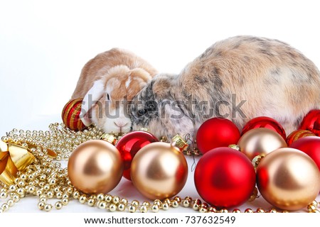 Christmas animals. Cut lop eared rabbit pet friends on isolated white studio background. Rabbits with red and gold christmas ornaments. Christmas pets celebrate holiday together. 