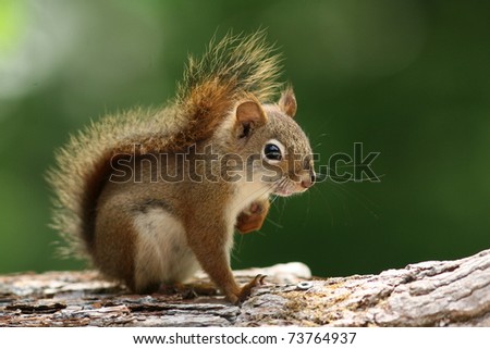 American Red Squirrel (Tamiasciurus hudsonicus) - Ontario, Canada
