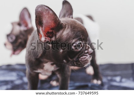 portrait two cute french bull dog puppy friends while posing looking up and smile. copy space for text or product. 4 months old blue french bulldog. together,funny dogs and Comic characters concept