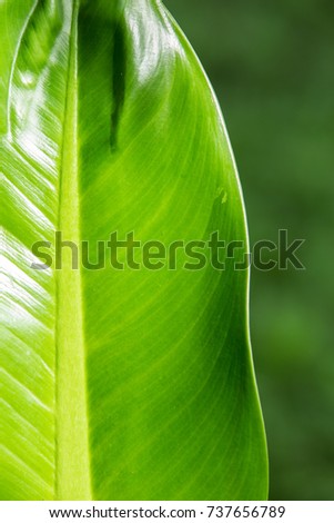 Dieffenbachia leaf, Green leaf pattern