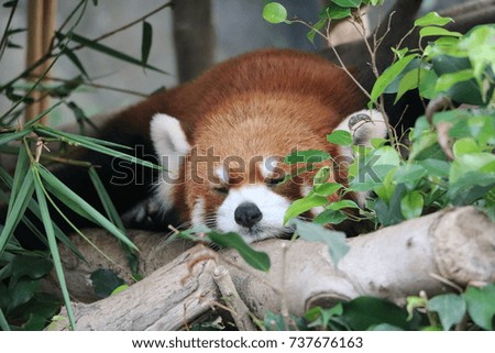 In a zoo, a red panda is lying on the ground. Its face is lovely.