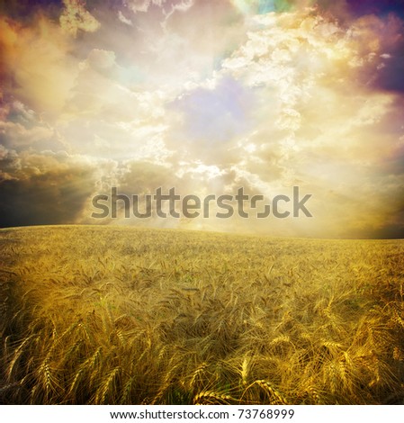  Yellow meadow under blue sky with clouds