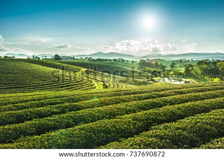 Beautiful landscape view of choui fong tea plantation with sunset at Maejan , tourist attraction at Chiangrai province in thailand Royalty-Free Stock Photo #737690872