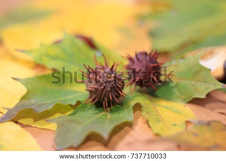 Fruits,seeds of the chestnut yellow autumn leaves