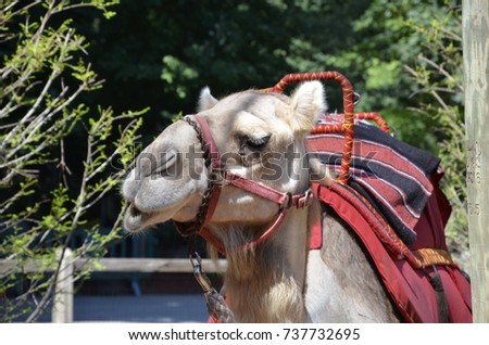 front picture close up of a camel eating a plant. Wild Animal photography 