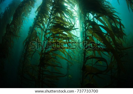 Giant kelp (Macrocystis pyrifera) grows in a thick, submerged forest near the Channel Islands in California. This area is part of a National Park and is teeming with thousands of marine species. Royalty-Free Stock Photo #737733700