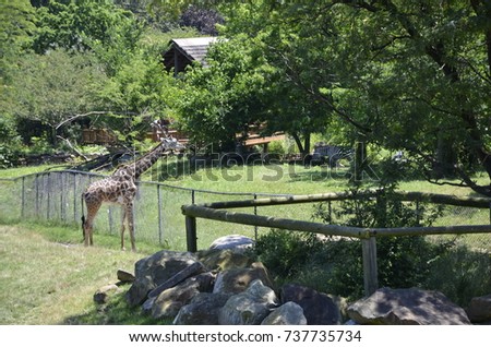 view open picture giraffe on its natural habitat tall. Wild animal photography 