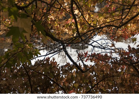 Autumn trees hanging above a smal lake. Nice reflections and colors making a warm picture.
