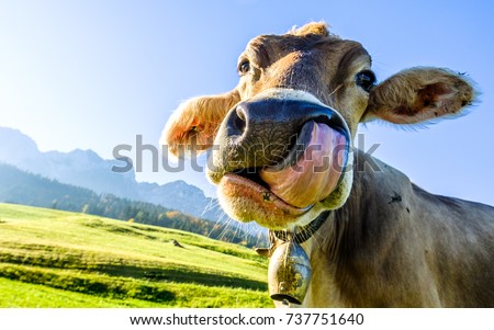 funny cow at the kaisergebirge mountain Royalty-Free Stock Photo #737751640