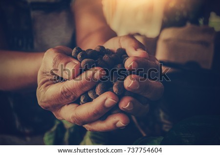 Hands holding scoop of coffee beans Autumn harvest and healthy organic food concept Toned picture