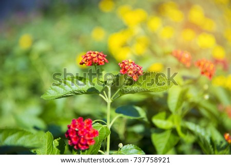 Flower in warm morning with fleshy air, blurry building in the background