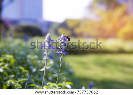 Flower in warm morning with fleshy air, blurry building in the background