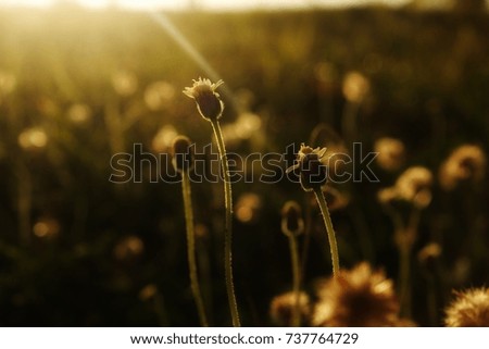 Meadow grows on the beach with sunset shining that means light gives life (visible,blurry,focus)