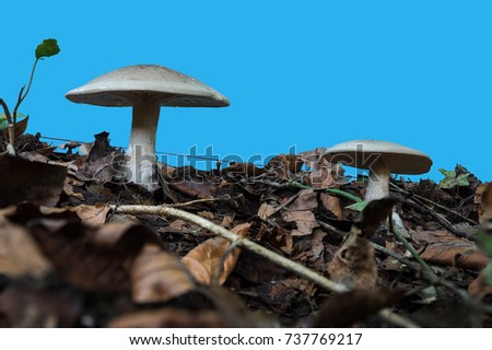 Two white mushrooms with gills seen from underneath on a soil with fallen leaves and grass against a blue screen in Belgium.