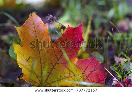 Red and yellow maple leaf on the grass
