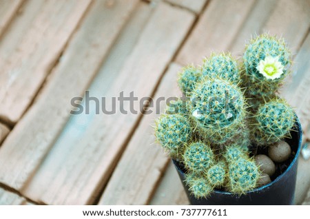 A little cactus in the garden, blurred picture , copy space for text, selective focus