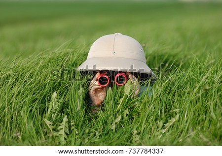 Little Boy with Binoculars and safari Hat, laying in the grass searching for Knowledge Royalty-Free Stock Photo #737784337