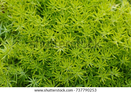 Green sedum succulent plant background (top view)