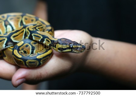 Beginner and popular snake for kids, Ball python (python regius) crawling on hand with selective focus and copy space, Background for exotic pets or animals and wildlife concept