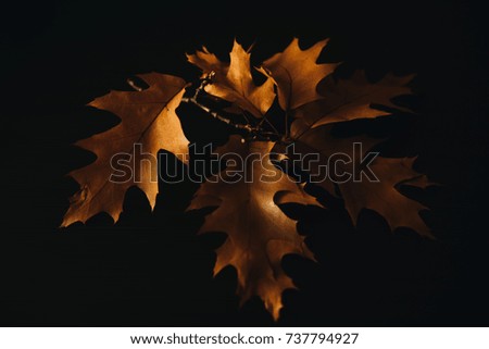 Fall colors, autumn leaves on a black background.