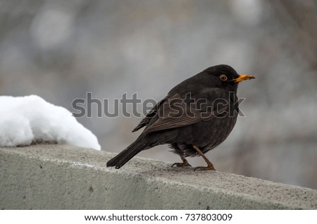 little blackbird on the wall, looking for food, winter time