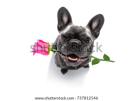 funny french bulldog dog,in love,looking up  to owner with pink rose in mouth  for valentines day ,  isolated on white background, one eye closed Royalty-Free Stock Photo #737812546