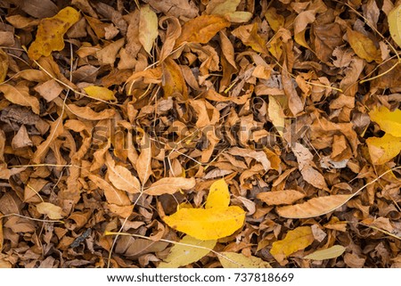 Brown fallen autumn leaves on the ground as natural background