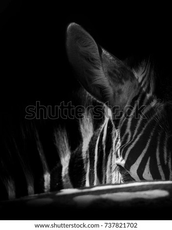 Zebra portrait in a black and white photo with head close-up artistic conversion