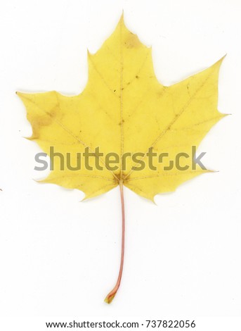 sycamore leaf yellow