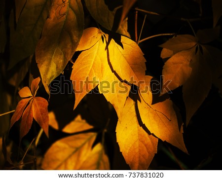 Few yellow leafs on tree on black background