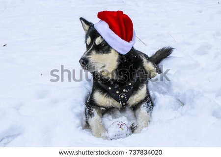 Alaskan Malamute, Husky in a Santa Hat lying in the Snow