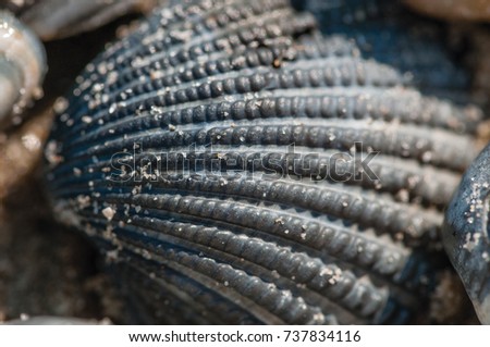 The closeup picture of the texture of a metallic sea shell with grains of sand on it