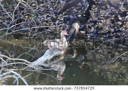 Musky duck on the bank of a small river sits on the trunk of a fallen tree