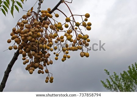 YELLOW SEEDS ON BRANCHES OF SYRINGA TREE