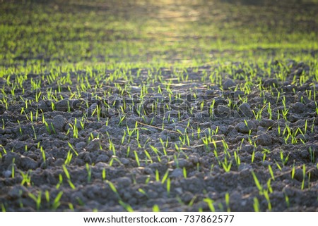 Agricultural field on which grow green shoots of wheat in sunset sunlight. Autumn season. Photo taken closeup.