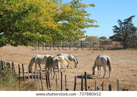 Horses of Camargue,botanical and zoological nature reserve in France