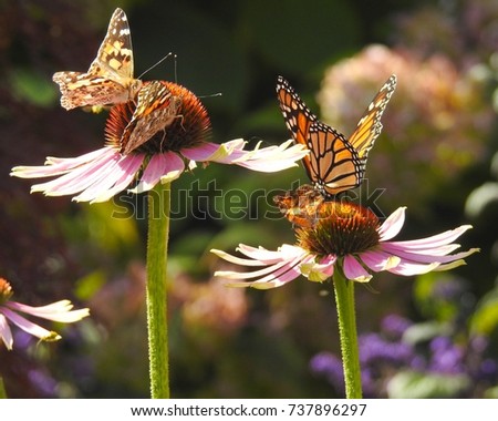 Monarch Butterfly and Three Painted Lady Butterflies on a Cone Flower