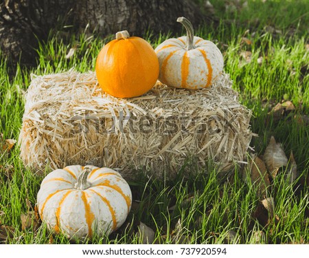 Fall pumpkins on hay in the grass with green background