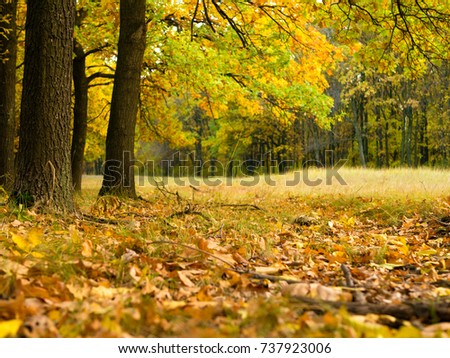 Colorful autumn landscape with yellow and trees Oak forest. Natural background