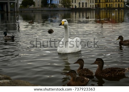 Single White swan on a pond with ducklings and reflective water and buildings in the background.