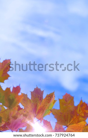 Nature Concepts and Ideas. Closeup of Yellow Maple Leaves Against Blue Sky Background. Vertical Composition