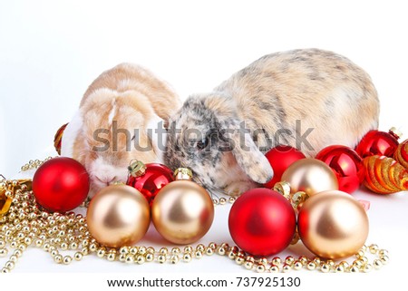 Christmas animals. Cut lop eared rabbit pet friends on isolated white studio background. Rabbits with red and gold christmas ornaments. Christmas pets celebrate holiday together. 