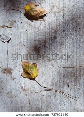 Leaves Background 