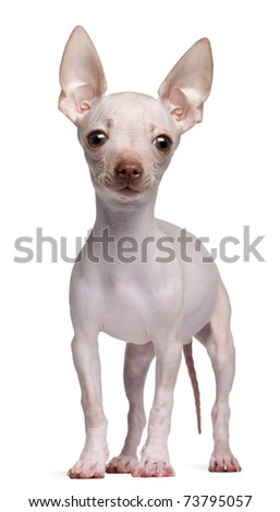 Hairless Chihuahua, 5 months old, standing in front of white background