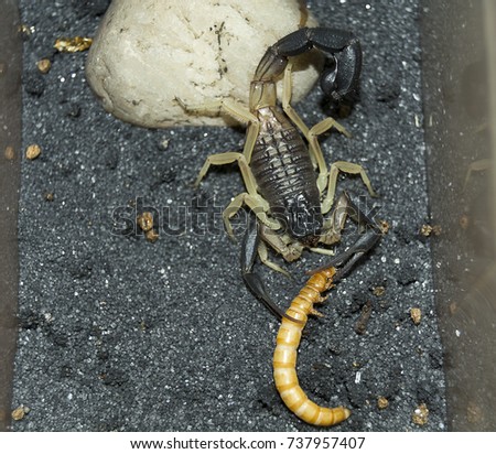 scorpion eat worm