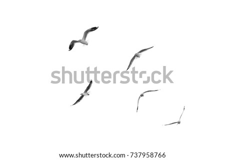 Group of birds flying on clear sky (Black and White) Royalty-Free Stock Photo #737958766